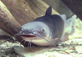 Catfish