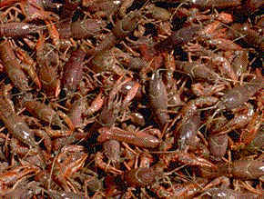 Crawfish